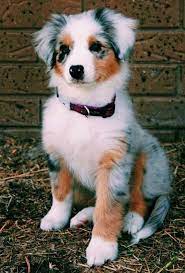 australian shepherd facts lustige tiere australian facts funny shepher tiere hund hunderassen lustige tiere