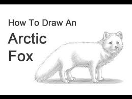 How to draw a arctic fox head face an sitting step by easy ideas tutorial realistic art hub. How To Draw An Arctic Fox Youtube