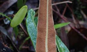 Image result for Elaphoglossum acrostichoides