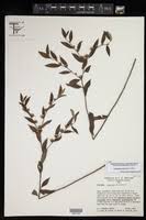 Image result for Vernonia congolensis
