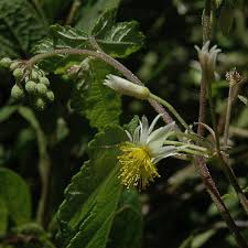 Image result for Sparrmannia