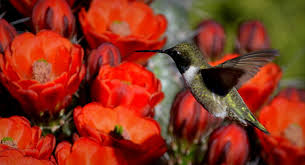 Desert Hummingbird Photograph by Mark Bell