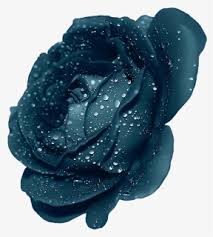 However, it's impossible for a bloom to be completely black, and what many perceive to be black, is in fact a deep shade of purple. Purple Rose Png Images Free Transparent Purple Rose Download Page 7 Kindpng