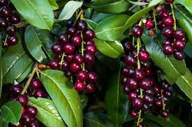 Check spelling or type a new query. Prunus Laurocerasus English Laurel