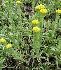 Image result for Helichrysum helvolum