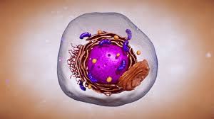 Moving cartoon animation of animals. Genome Quebec Education Plateform Genome Quebec Education Et Formations
