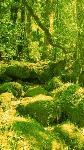 é¢é£ç»å