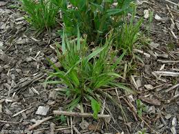 Image result for Luzula multiflora