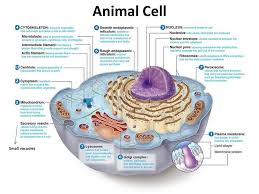 We did not find results for: What Is A Cell Cells Are The Structural And Functional Units Of All Living Organisms Some Organisms Such As Bacteria And Some Protists Are Unicellular Ppt Download