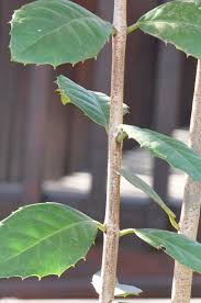 Image result for Elaeodendron croceum