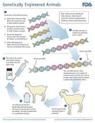 What Is The Difference Between Selective Breeding And Genetic Engineering Pediaa Com In 2020 Genetic Engineering Humans Genetic Engineering Genetics