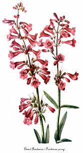 Image result for Penstemon