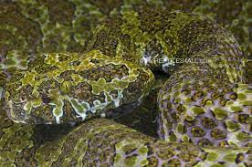 Top 10 Mangshan Pit Viper Facts A Very Rare Snake Animals Wildlife Nature China Snakes Reptiles Pit Viper Snake Viper