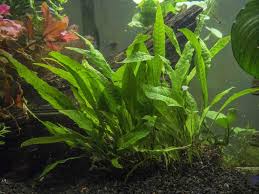 Pin On Planted Tanks