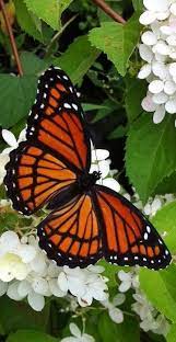5 Especies En Peligro De Extincion 2015 Fotos De Mariposas Imagenes De Mariposas Cuadros De Mariposas
