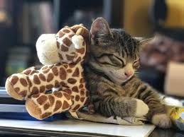Meet Cooper 9 Weeks Old My First Kitten And Already We Have Bonded So Well Cute Cats And Kittens Cute Cats Kitten