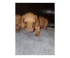 Miniature long haired dachshunds puppies for sale, both black and tan and shaded red puppies available 8 weeks old, puppies have had first injections and are microchipped. Dachshund Puppy For Sale By Owner Page 2 Puppies For Sale Near Me