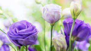 Bunga sakura yang cantik gambar unduh gratis foto 500051383 format. 5 Tanaman Hias Bunga Cantik Memperindah Rumah Bunda