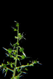 Image result for Acalypha racemosa