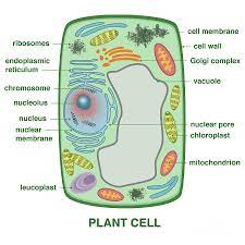 3a, during the transition from early to late prophase, such chromosome labeling with edu. Plant Cell Photograph By Gwen Shockey