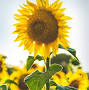 Profile Picture of Obituary information for Cindy Lou Setterbo (@jowettfamilyfuneralhome.com) on Google