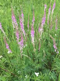 Image result for Hedysarum