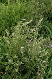 Image result for Aerva leucura