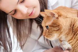 Review on ascites in pets. Ascites In Cats Symptoms Causes Diagnosis Treatment Recovery Management Cost