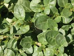 Image result for Alternanthera caracasana