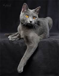 15 Photos De Chats Chartreux Le Plus Sociable Des Matous Chat Chartreux Chats Adorables Chats Et Chatons