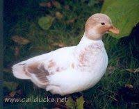 Domestic Waterfowl Call Duck Standards Call Duck Colours Apricot Silver Female Duck Photo Duck And Ducklings Duck