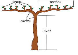 Image result for pruning grapes on a pergola