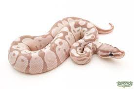 Axanthic Banana Ball Python Sooo Beautiful May By Our Next Snake Baby Ball Python Pet Snake Cute Reptiles