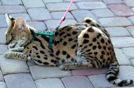 S&s exotic catss&s exotic catss&s exotic cats. Savannah Cats From Foothill Felines Black Spotted Cats And Kittens With Serval Coloring Great Personalities From This Specialized Breeder Of Exotic Savannahs
