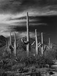 Saguaro Cactuses In Saguaro National Park Saguaro Fine Art Landscape Saguaro Cactus