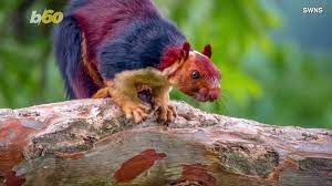 Rainbow Squirrels Are Taking The Internet By Storm Q 101 9 Giant Squirrel Weird Animals Squirrel