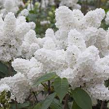 Common Lilac Beautiful Flowers Flower Garden White Flowers