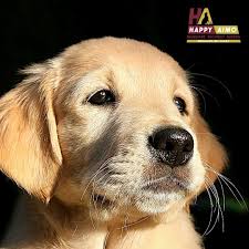 Pin On Stuff For Your Dog