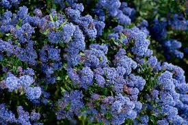 There are links to pictures and descriptions of the trees and their preferred growing conditions. How To Grow Ceanothus Rhs Gardening