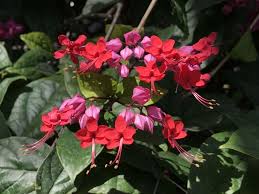 Image result for Clerodendrum