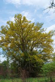 Image result for Pterocarpus lucens