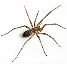 Most camel spiders live in warm and arid habitats, including all deserts in both the eastern and western hemispheres except for australia. Giant House Spider Identification Western Exterminator Of Las Vegas