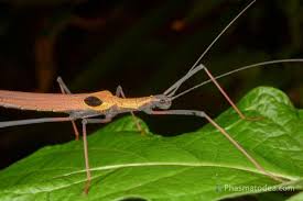 Image result for Pseudopod Ospermum