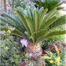 Malgré sa ressemblance avec un palmier, il appartient à une famille de plantes tout à fait différente, la famille des cycadacées. Cycas Revoluta Ou Faux Palmier Vert 80 100 En Pot De 15 L Palmiers Balcon Et Terrasse Balcon Terrasse Botanic