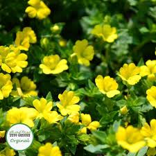 Check out our yellow trailing flowers selection for the very best in unique or custom, handmade pieces from our shops. Buy Bacopa Yellow Mecadonia Plugs Online Babyplants Plants Bacopa Trailing Plants