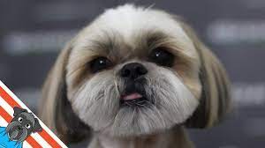 As soon as your inquiry is in, our dedicated team will check the puppies available for sale through our wide network of dog breeders: The Best Haircuts For Shih Tzu Dogs Youtube