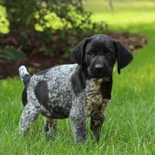 By funny calendar 2021 publishing | oct 30, 2020. German Shorthaired Pointer Puppy For Sale In Gap Pa Adn 46273 On Puppyfinder Com Gender Fema Pointer Puppies German Shorthaired Pointer German Shepherd Dogs