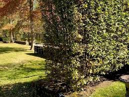 Image result for hornbeam hedge in winter