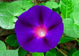 Morning Glory Flower Garden Flower Beds Flowers Morning Glory Flowers