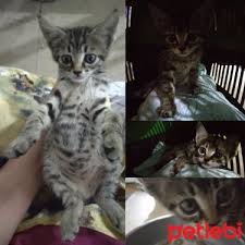Petlebi Com On Twitter Bursa Kedi 1 Aylik Tekir Kedi Uysal Tuvalet Egitimi Var Cok Acil Kalici Uvayihtiy Https T Co Betohypwni